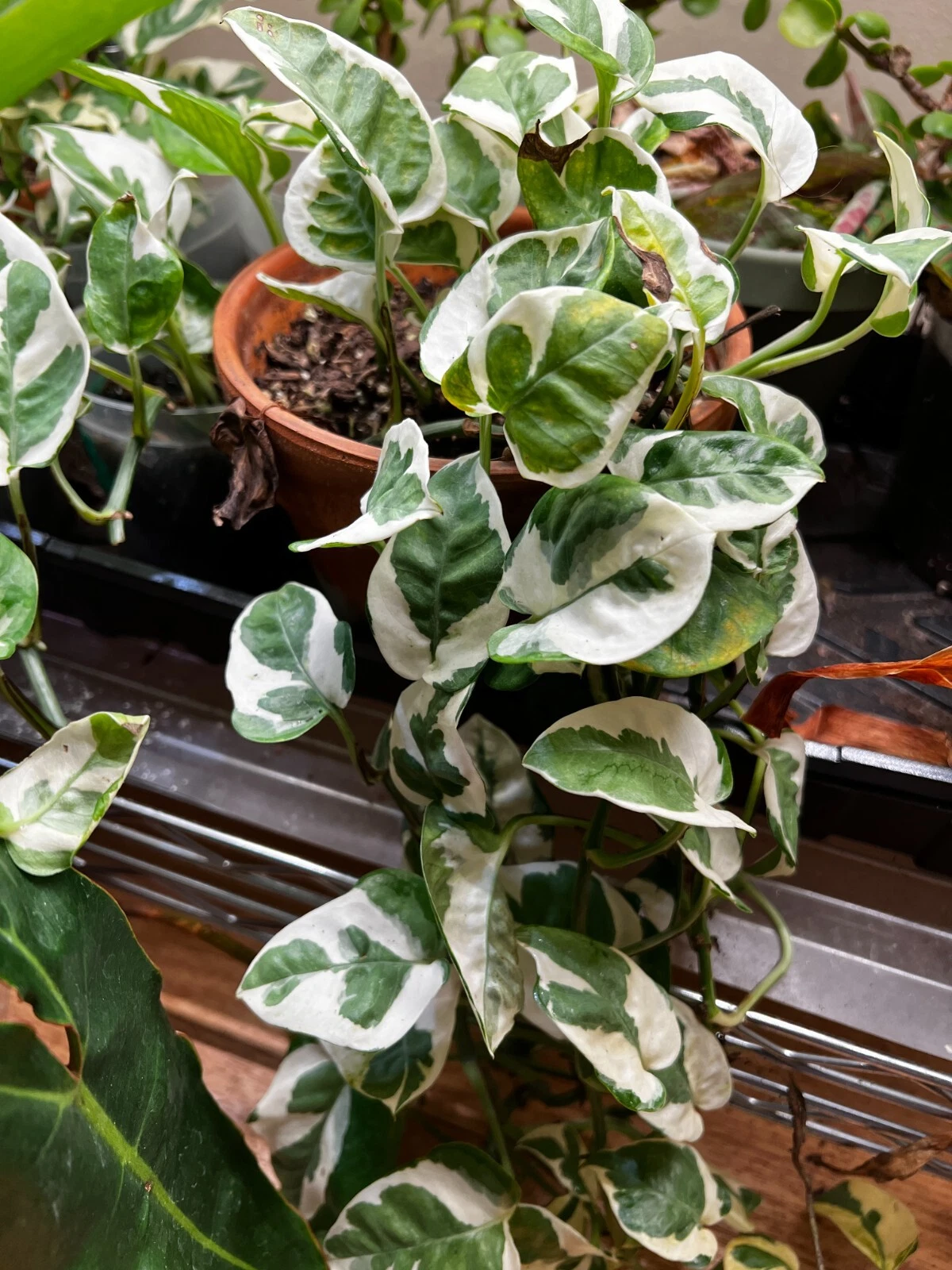 N’Joy Pothos Cuttings - 3 Unrooted Epipremnum aureum Variegated Starter Vines