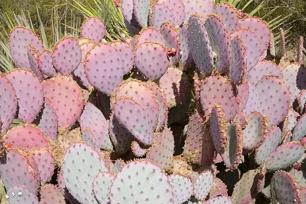 Opuntia Durazilla Purple Prickly Pear Cactus Pad - Unrooted Cutting