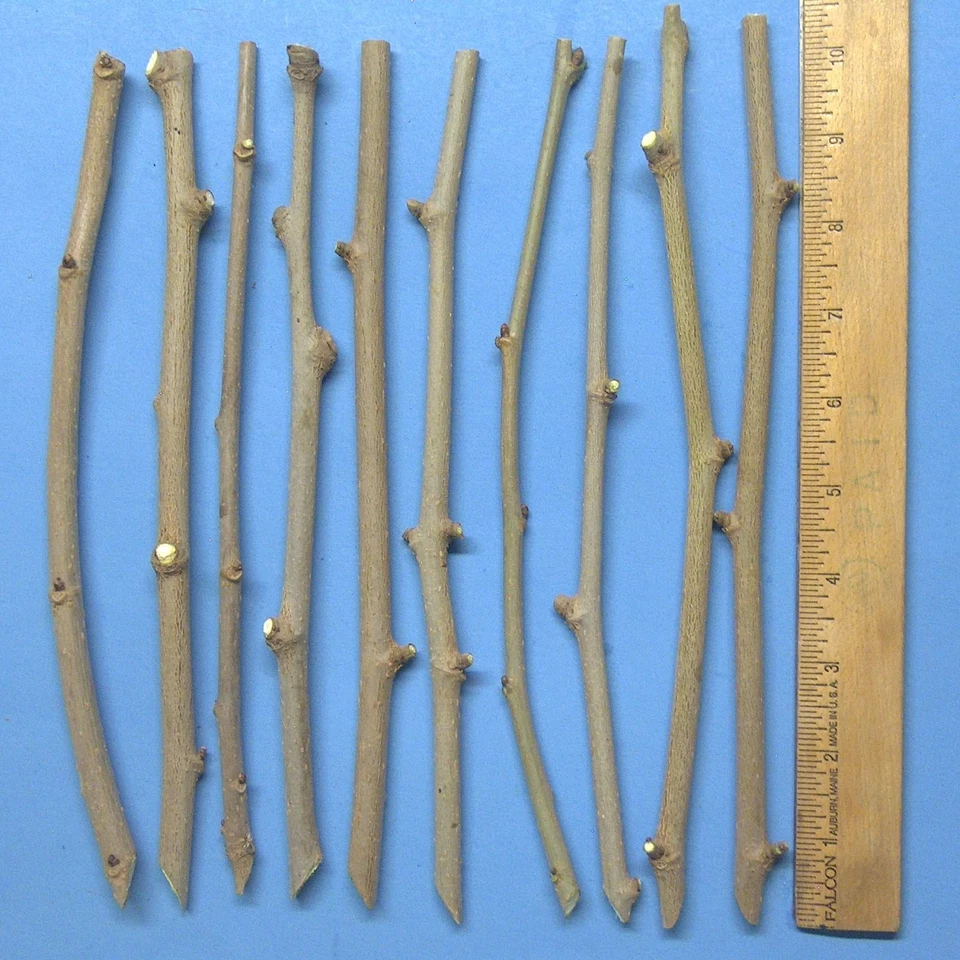 White Mulberry Cuttings (Morus alba) – 10 Unrooted Cuttings for Grafting or Rooting