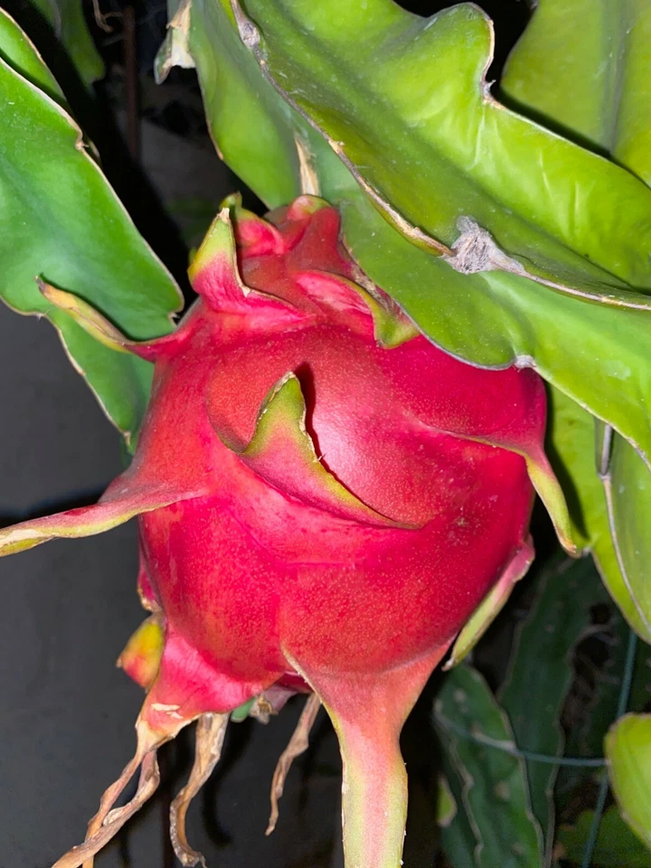 Dragon Fruit Cuttings 24–36" – Extra Large Live Cuttings for Fast Rooting, Climbing Cactus