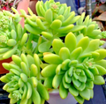 Sedum 'Alice Evans' Succulent Cuttings – 5 Live Rosettes for Pots, Rock Gardens & Ground Cover