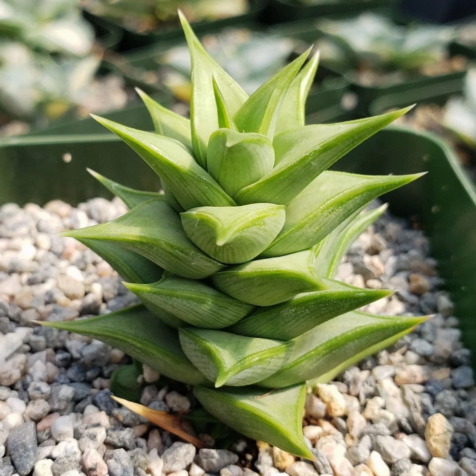 Astroloba spiralis Live Succulent in 4" Pot – Rare Spiral-Form Plant
