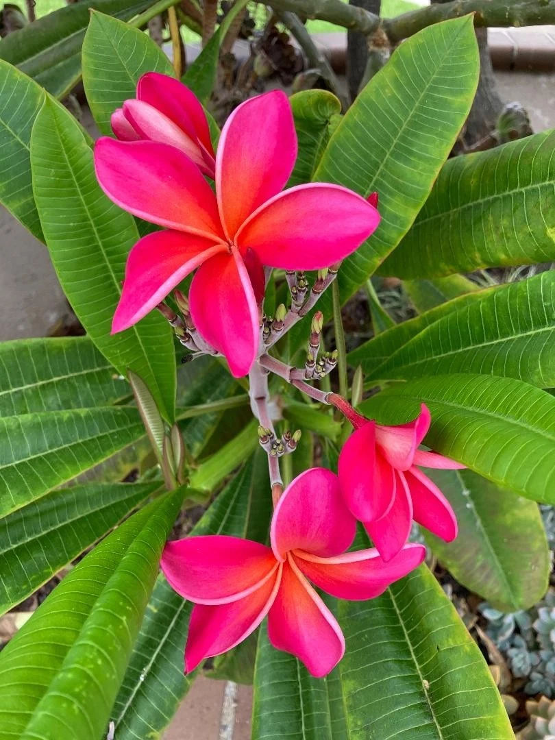 Kaneohe Sunburst Plumeria Cutting – 8–11 Inch, Fresh Rooting Starter