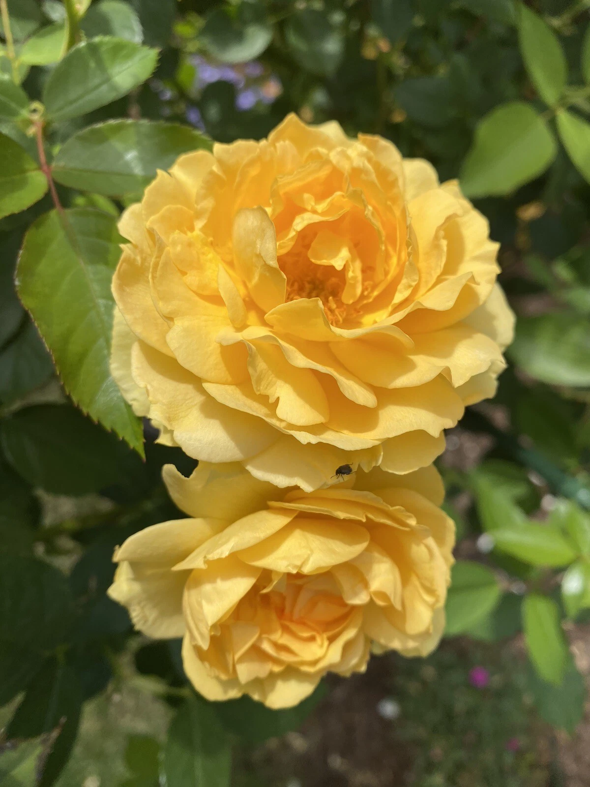 Julia Child Rose Cuttings – 3 Unrooted 5–8