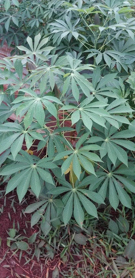 Sweet Red Cassava Cuttings (Manihot esculenta) - 5 Unrooted Cuttings, Ready to Plant