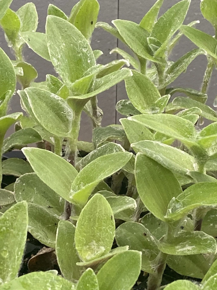 White Fuzzy Tradescantia - 2 Rooted Cuttings Live Houseplant Starts