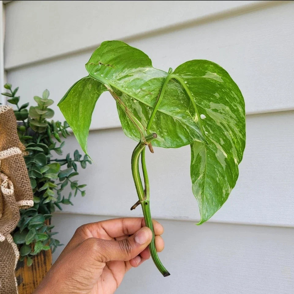 Epipremnum Pinnatum Variegated Albo Rooted Cutting | Rare Aroid