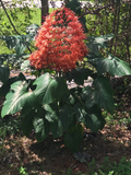 Clerodendrum paniculatum Cuttings - 6 Orange Pagoda Flower Stems (Unrooted) | Tropical Pagoda Plant Starter
