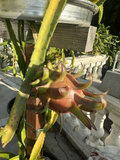 Coco Iris Dragon Fruit Cutting – 10–15" Unrooted Cutting (Hylocereus)