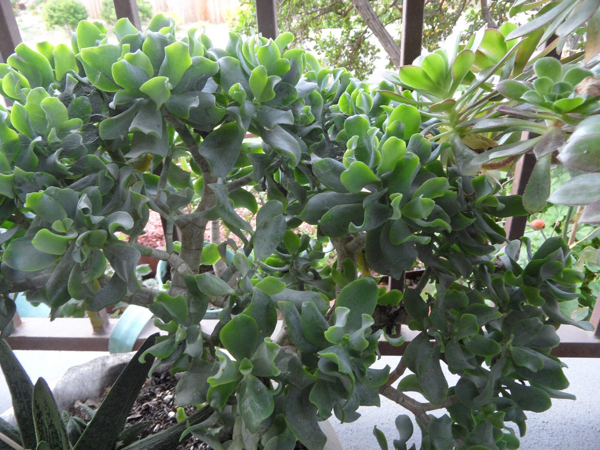 Crassula arborescens undulatifolia Ripple Jade Cuttings, 3 x 4–5" Stems