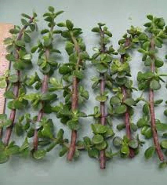 Portulacaria afra Elephant Bush 11 Live Cuttings – Green/Red Stems Dwarf Jade Succulent