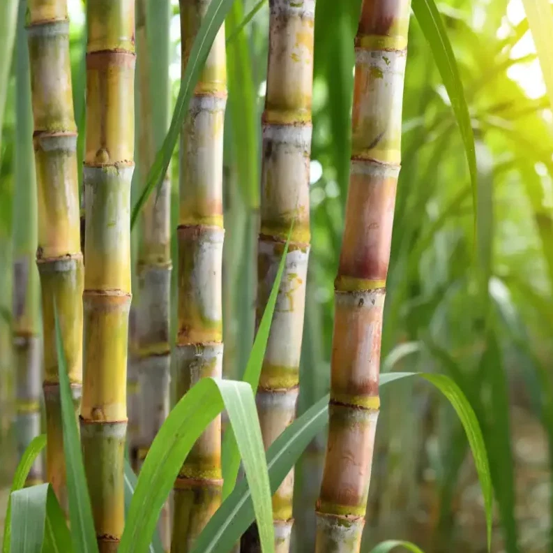 Yellow Sugarcane Cuttings – 20 Live Saccharum officinarum, 18" with 3–4 Nodes Each