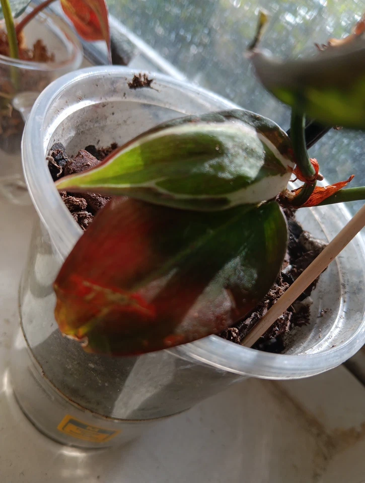 Variegated Philodendron Micans Velvet Halo Cutting – 2-Node Unrooted Stem