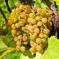 Traminette Grape Live Rooted Cutting - 10–16 in Hardy Vitis Hybrid Vine for Trellis