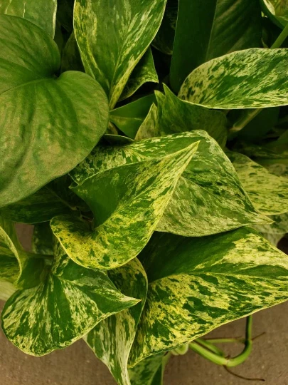 Marble Queen Pothos Vine - Variegated Devil’s Ivy Indoor Plant, Rooted Vine Starter