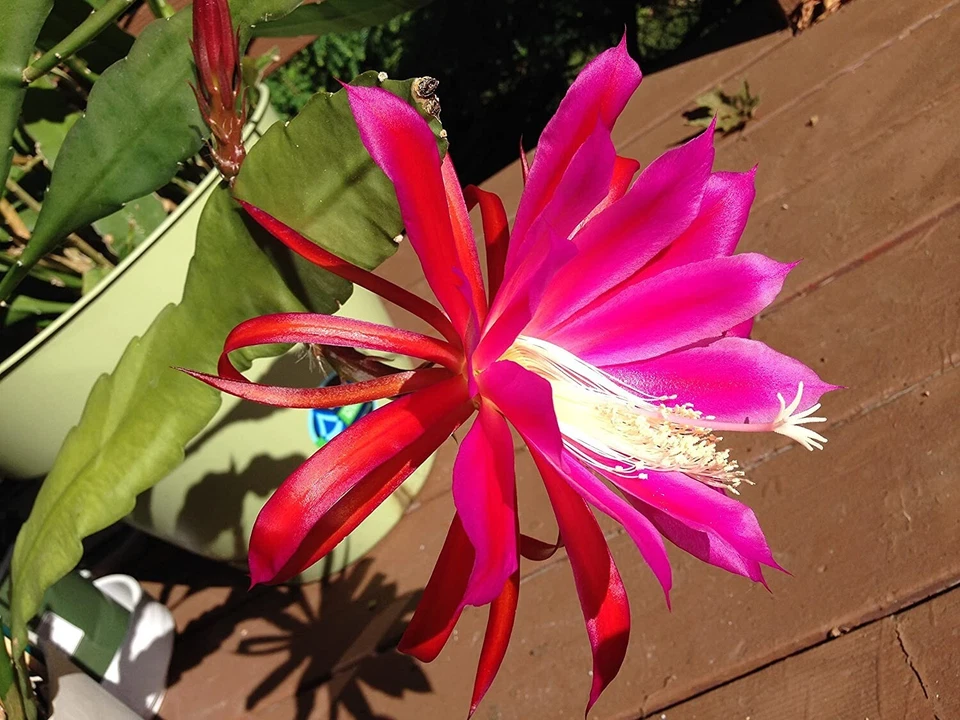 Rosy Swirl Epiphyllum Cuttings + Bonus - Orchid Cactus Starter Stems