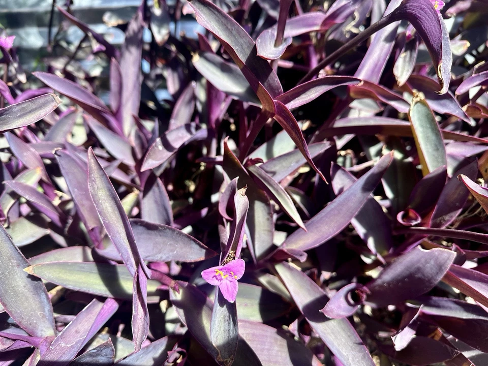 Purple Heart Tradescantia pallida Cuttings – 8 Fresh Cuttings, Deep Purple Foliage