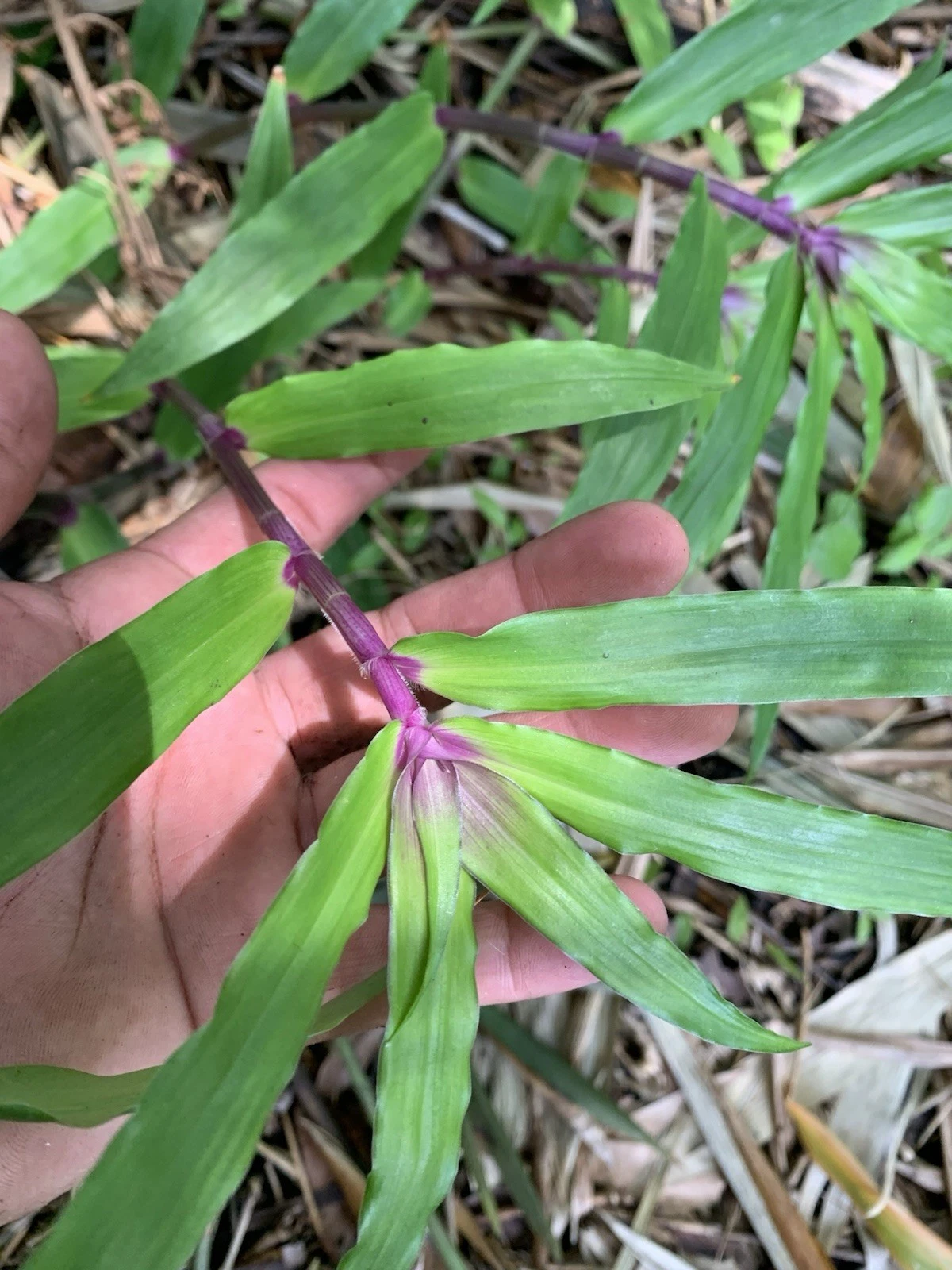 Tradescantia Zebrina Cuttings – 5 Live 4–6