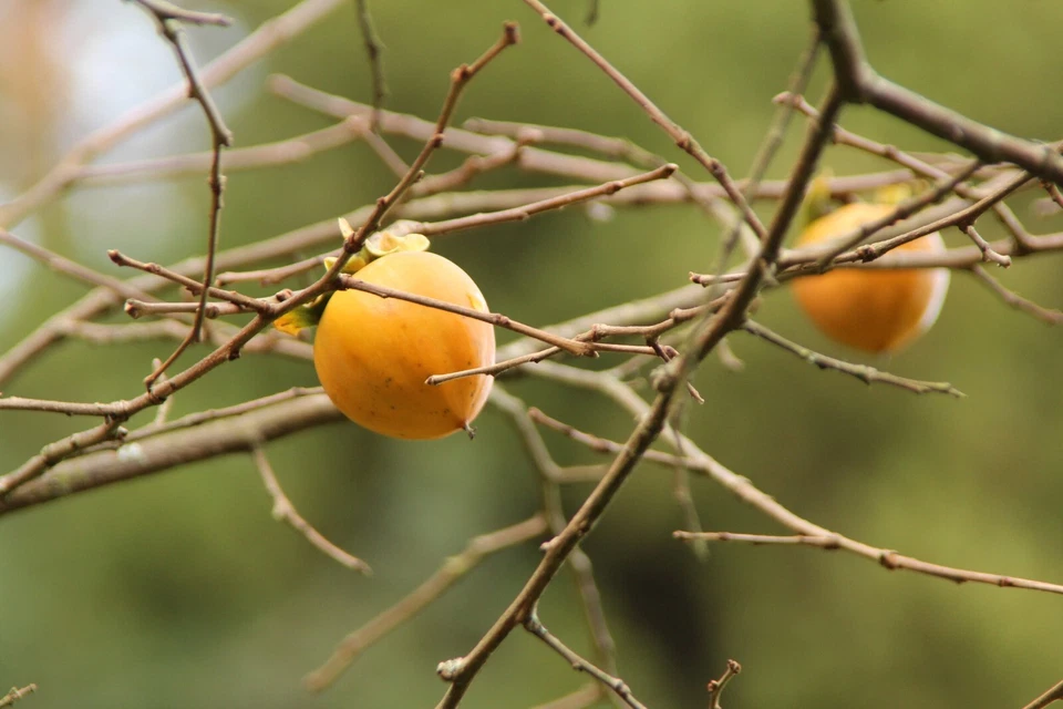 Hachiya Persimmon Cuttings – 5 Unrooted Branch Cuttings (Diospyros kaki) for Grafting & Propagation