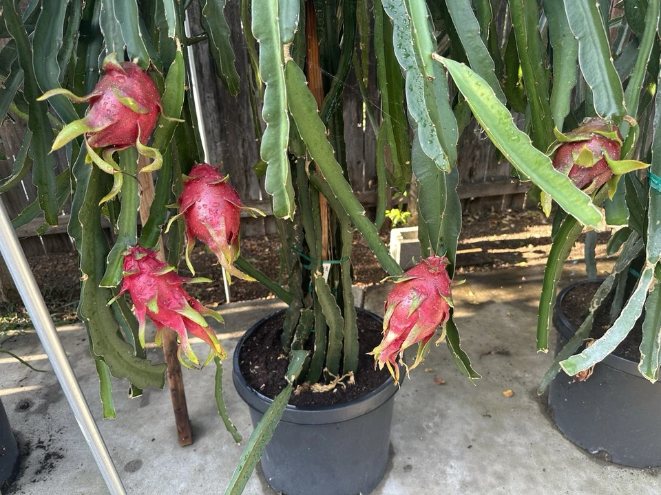 Dark Star Dragon Fruit Cuttings – 18–22 Inch Unrooted Mature Cutting (Hylocereus hybrid) Purple-Fleshed Fruit