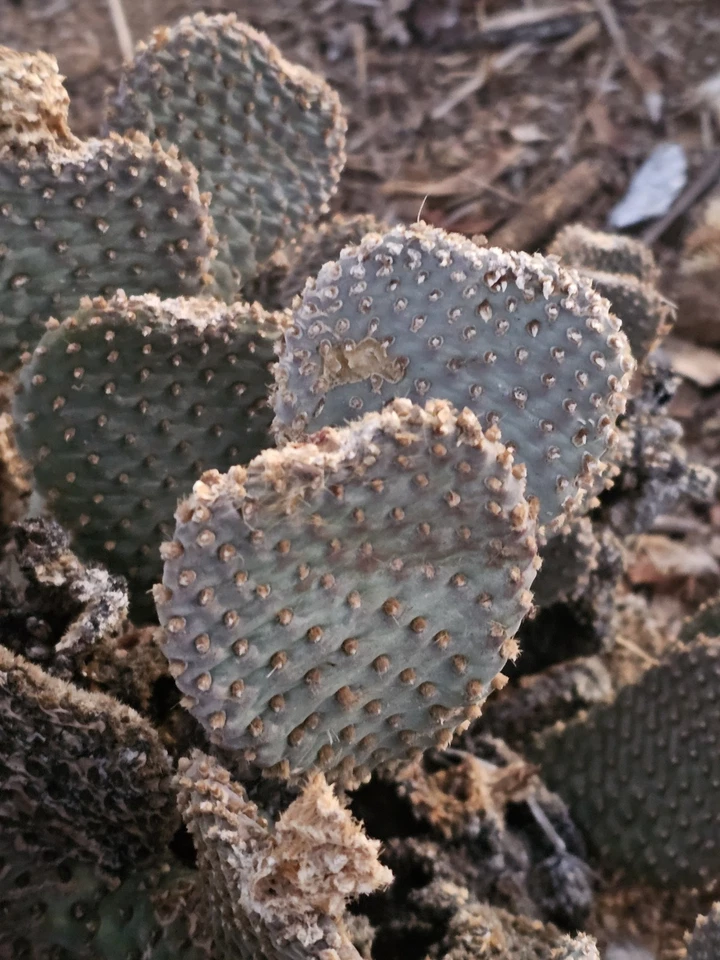 Beavertail Cactus Pads (Opuntia basilaris) 5 Live Pads, 3–5" Each