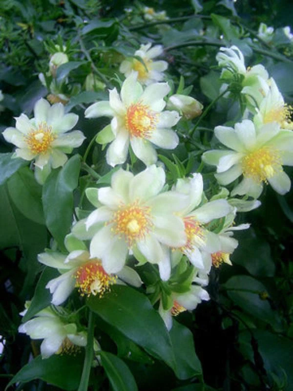 Variegated Pereskia aculeata ‘Gold’ – Rare 4-Inch Pot Cactus Vine, Live Variegata Plant