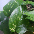 Golden Pothos Cuttings - 6 Unrooted Epipremnum aureum for Water or Soil Propagation