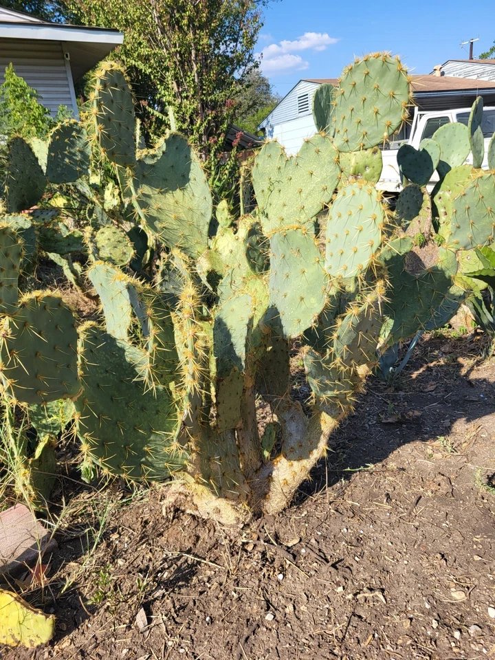 Opuntia alta Prickly Pear Pad (Unrooted) – 1 Live Cactus Pad, White-Blooming South Texas Prickly Pear