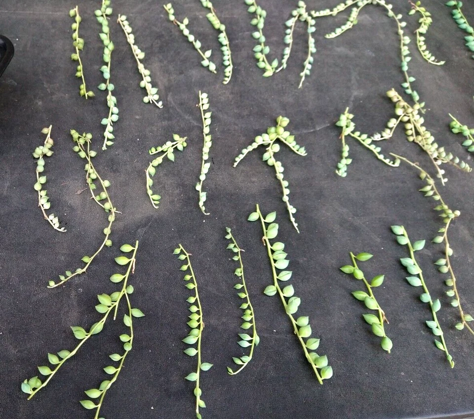 String of Pearls Cuttings (Curio rowleyanus) – Lot of 30 Unrooted Cuttings for Hanging Succulents