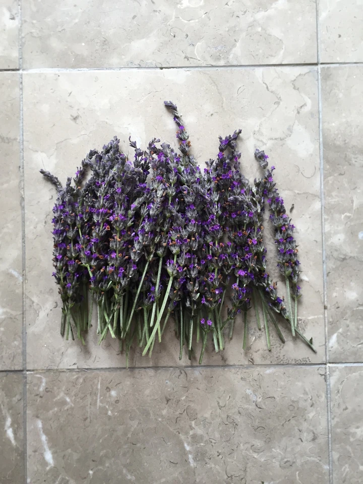 Lavandula angustifolia Lavender Cuttings - Organic California Grown Live Lavender Stems for Rooting
