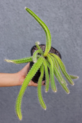 Dog Tail Cactus Selenicereus testudo - Rooted Plant in 4" Pot