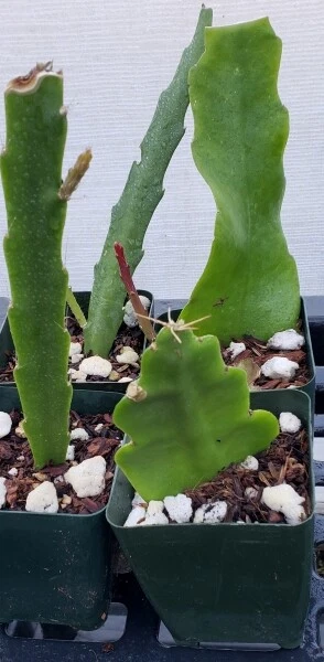 Epiphyllum Golden Pearl Rooted Cutting - Orchid Cactus