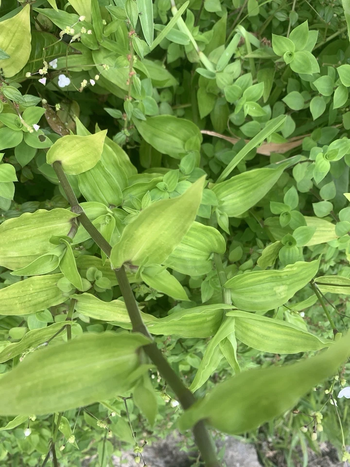 Wandering Jew Lime Tradescantia Green - 7 Fresh Unrooted Cuttings