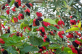 Red Mulberry Morus rubra Cuttings - 12 Unrooted Stem Mulberry Cuttings for Propagation