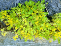 Creeping Sedum Cuttings – 49 Groundcover Perennial Starts (1"–5"), Unrooted Mixed Sizes