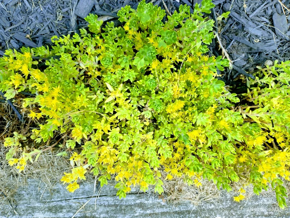 Creeping Sedum Cuttings – 49 Groundcover Perennial Starts (1"–5"), Unrooted Mixed Sizes