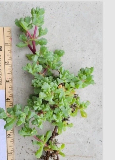 Pink Ice Plant Cuttings (Oscularia deltoides) – 5 Fresh Cuttings for Rooting