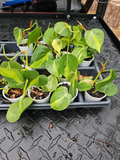 Philodendron Brasil (Hederaceum Cordatum) - Rooted Live Plant