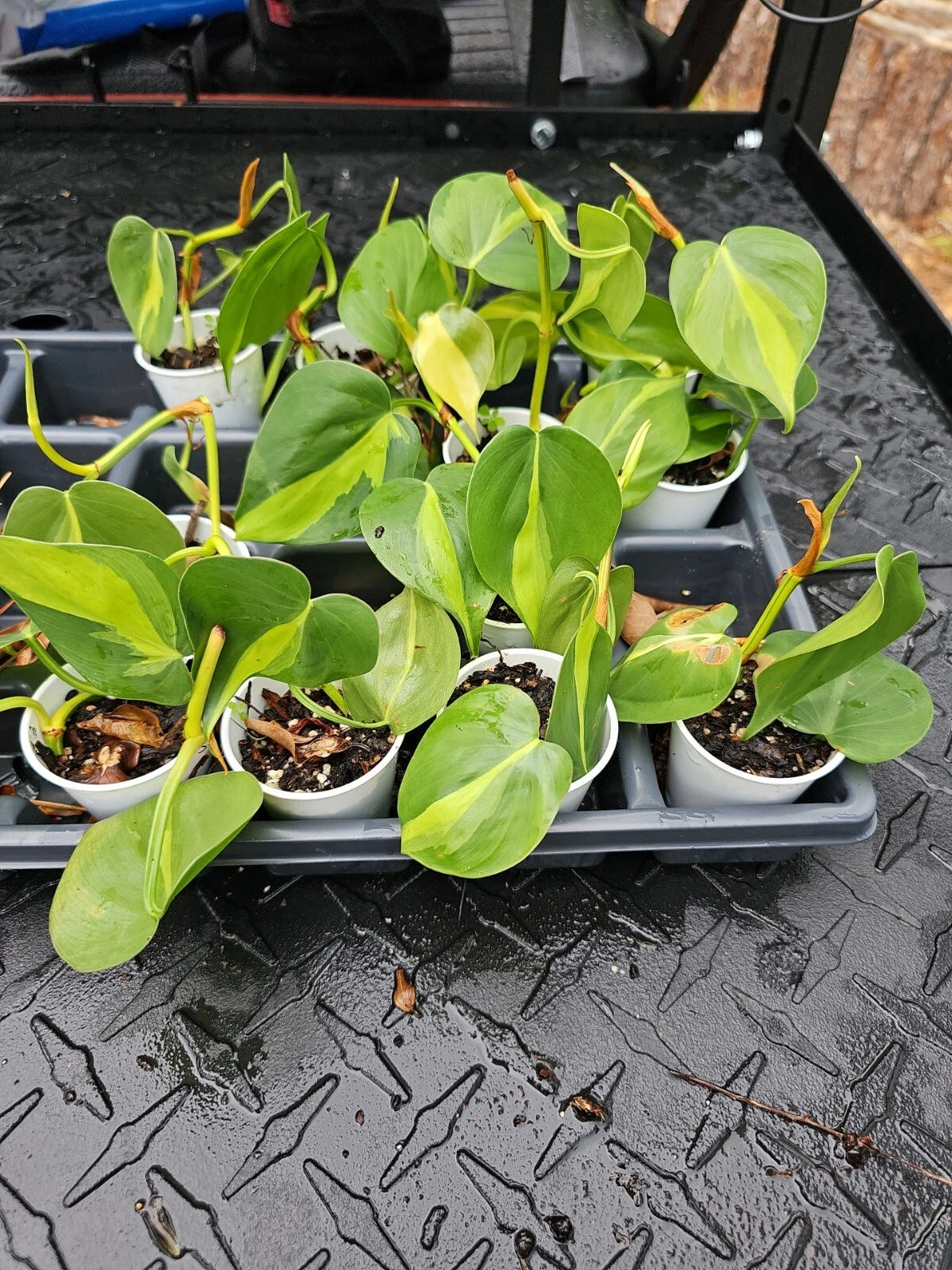 Philodendron Brasil (Hederaceum Cordatum) - Rooted Live Plant