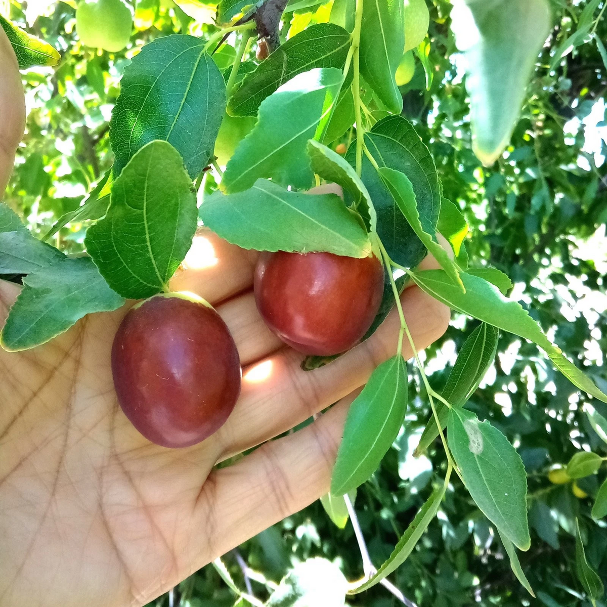 Autumn Beauty Jujube Scionwood - Two 8" Fresh Cuttings for Grafting