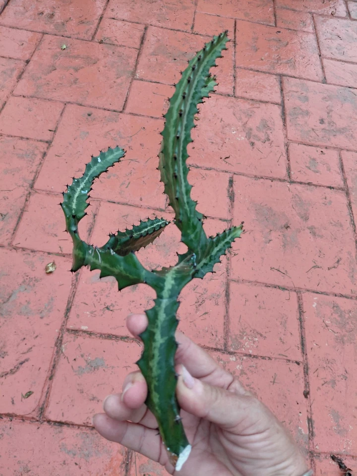 Dragon Bones Cactus Cutting - Euphorbia lactea 'Milk Stripe' Variegated Unrooted Cutting