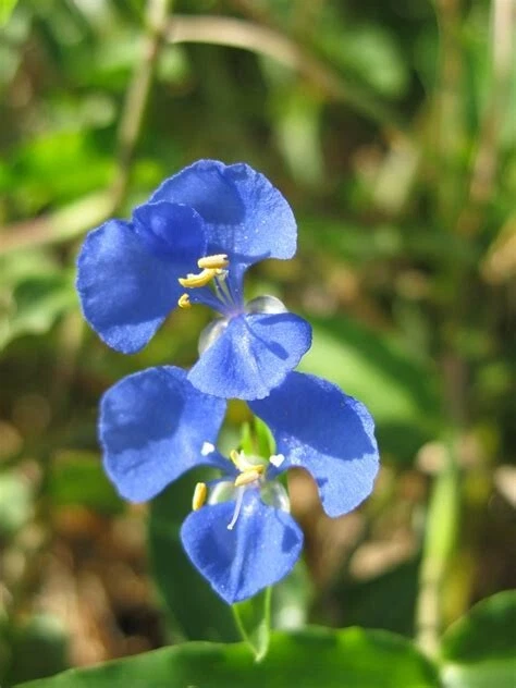 Commelina cyanea Spiderwort - Fresh Unrooted Cuttings, Trailing Houseplant