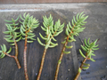 Crassula tetragona Mini Pine Tree Cutting (5–7 in) – 5 Live Cuttings for Rooting