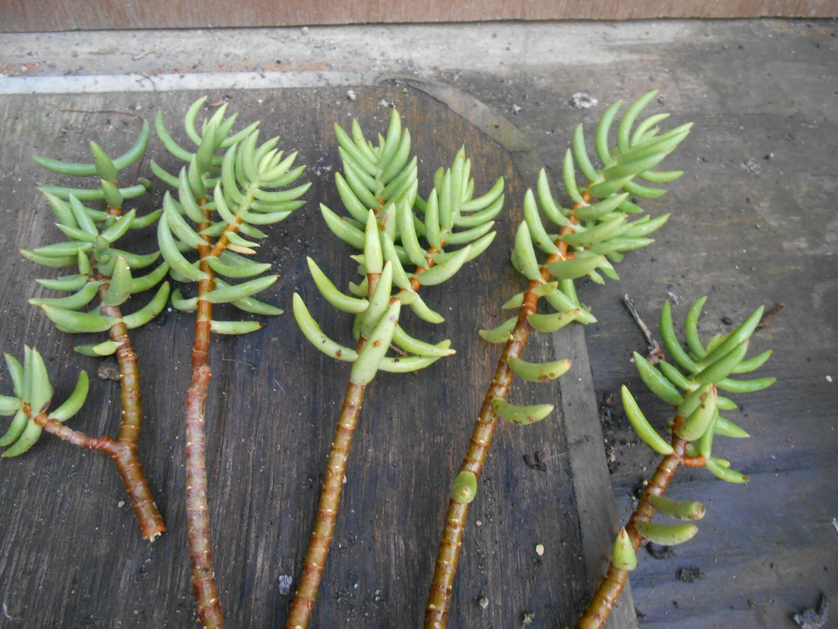 Crassula tetragona Mini Pine Tree Cutting (5–7 in) – 5 Live Cuttings for Rooting