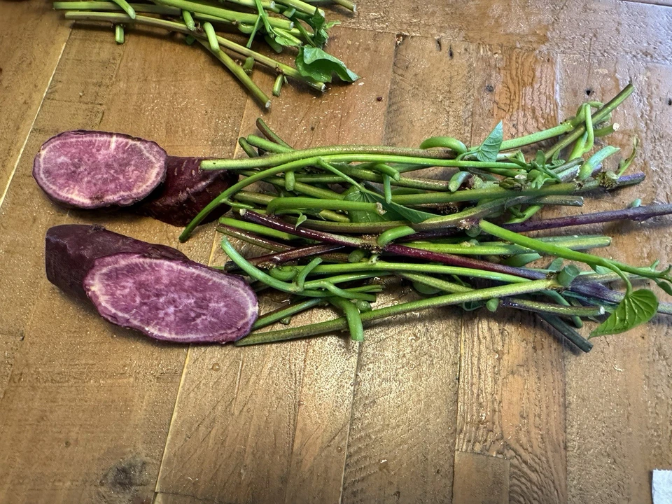 Molokai Purple Sweet Potato Slips – 10 Unrooted Cuttings (Ipomoea batatas) Japanese Purple Variety
