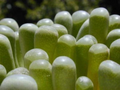 Fenestraria rhopalophylla Seeds (Baby Toes) – 20 Seeds, Rare Mesemb Succulent