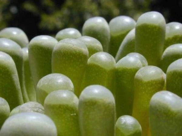 Fenestraria rhopalophylla Seeds (Baby Toes) – 20 Seeds, Rare Mesemb Succulent
