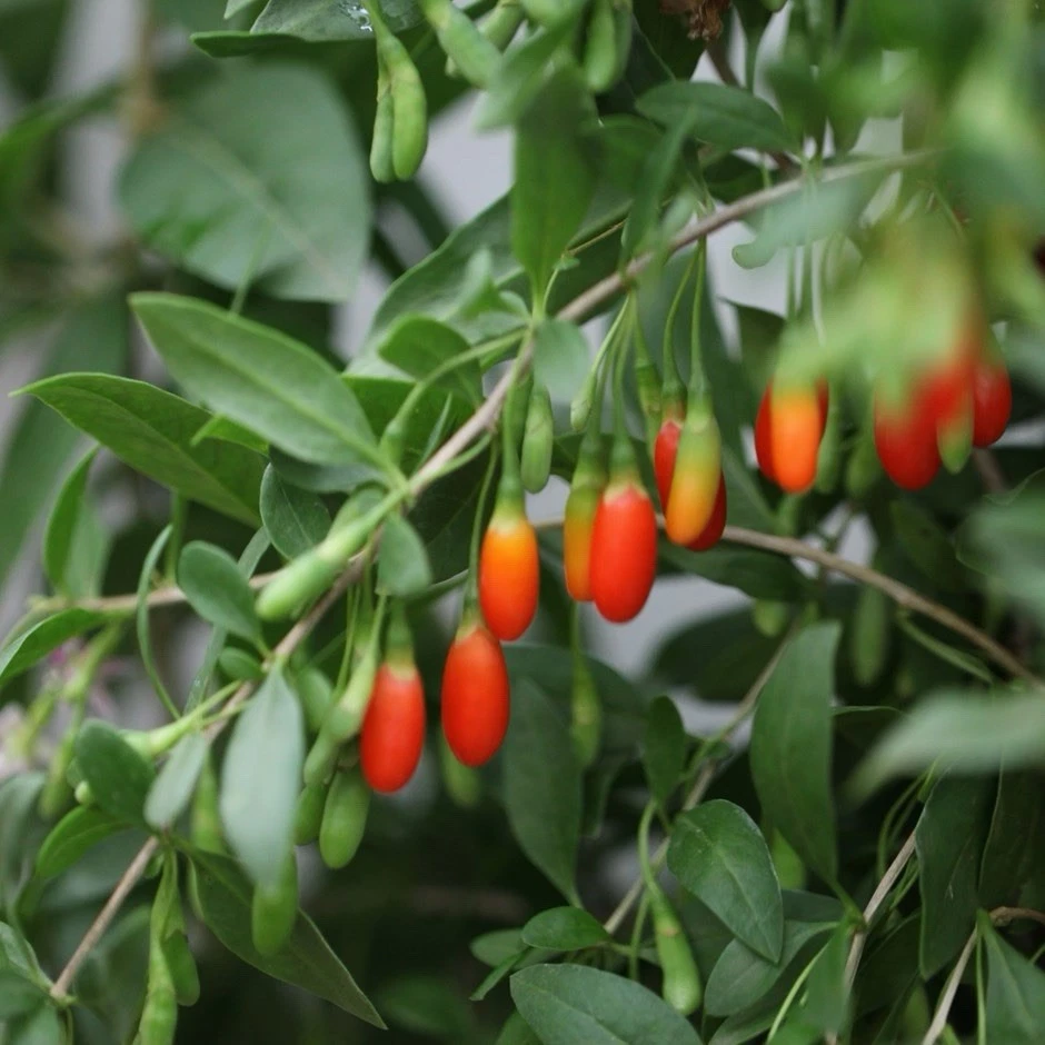 Goji Berry Plant in Pot (Lycium barbarum) – Ready to Plant, Fruiting Shrub