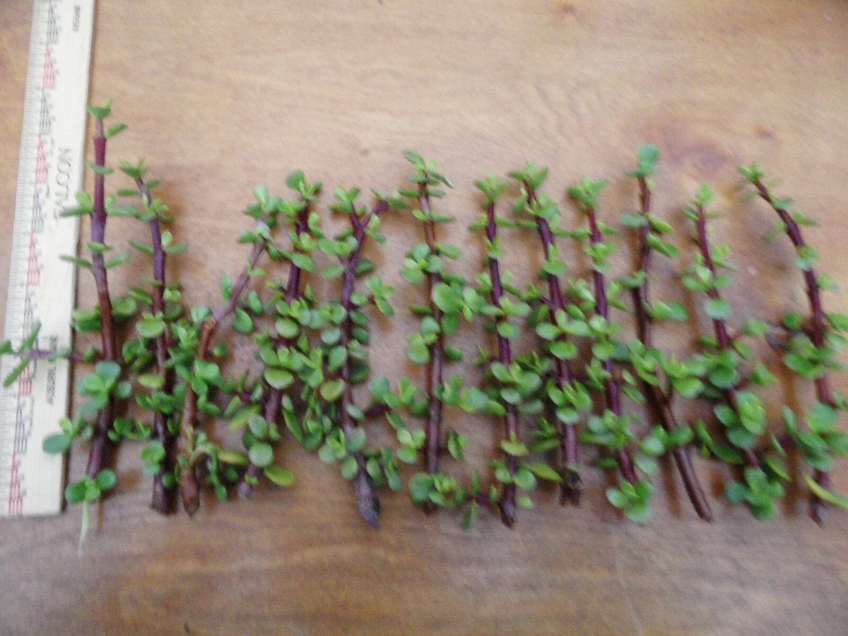 Portulacaria afra Cuttings (Spekboom) – 12 Fresh 6-Inch Red-Stem Cuttings for Easy Propagation