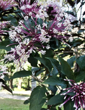 Shooting Star Clerodendrum Quadriloculare Cuttings – 6 Unrooted Stem Cuttings